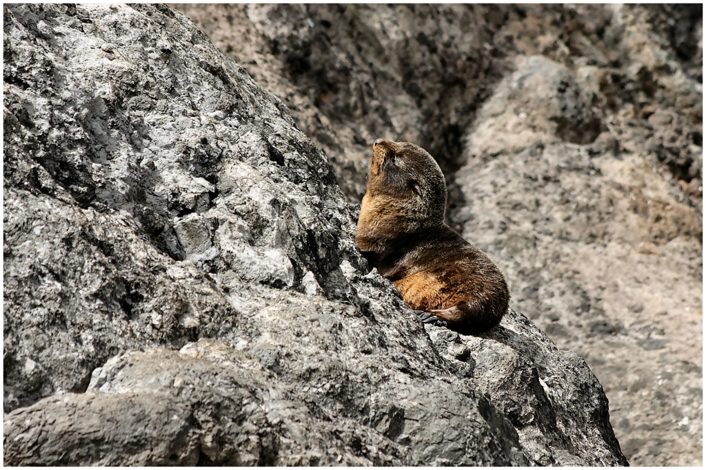 02 - Akaroa (116).jpg